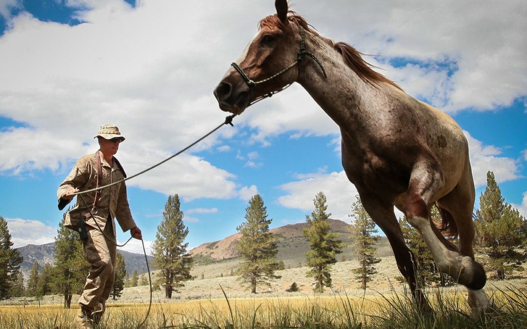 Horse Training Basics Part 2