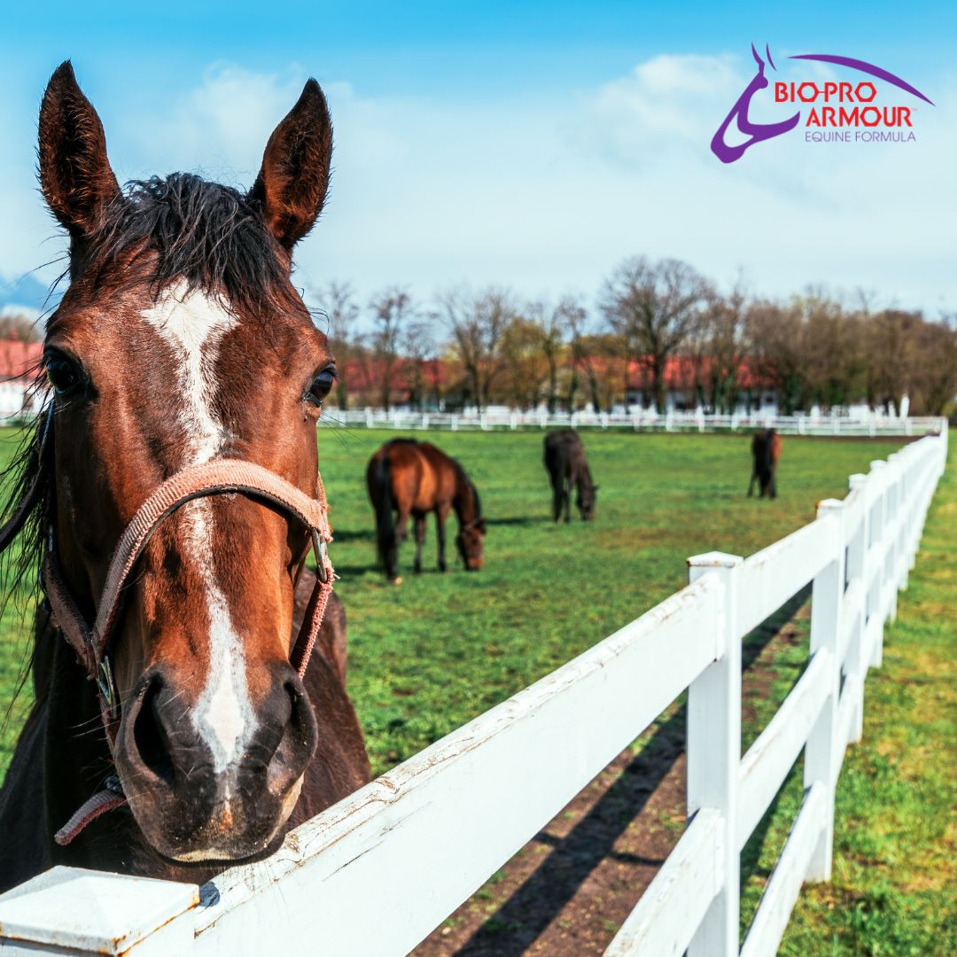 EPM has many connections to the equine immune system