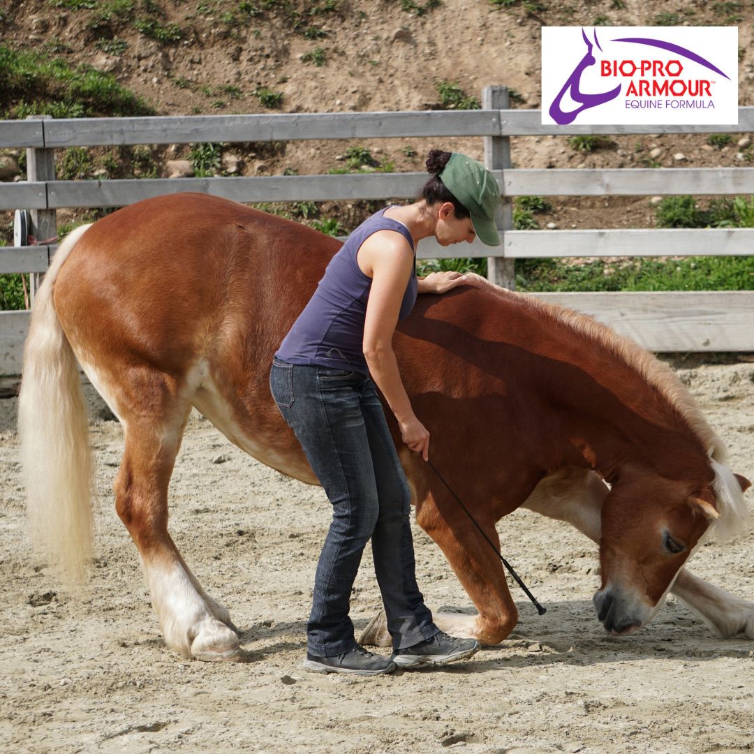 Teaching the horse to bow