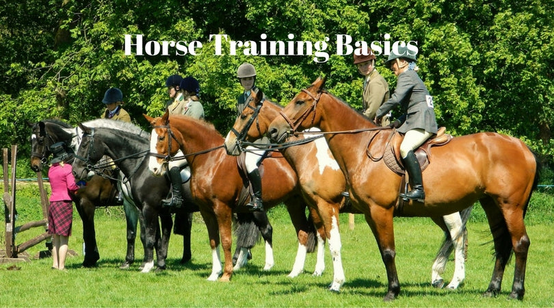 Horse Training Basics