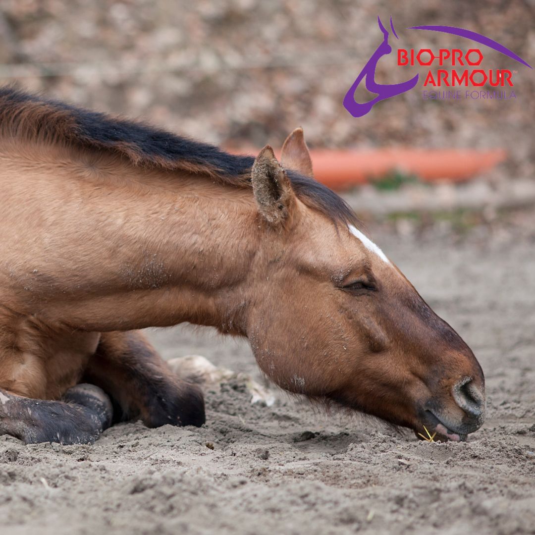 Colic and immune health are linked