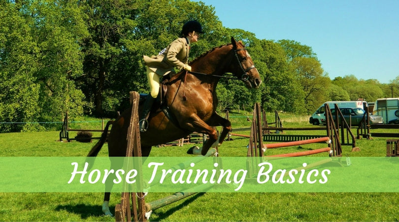 Training Aggressive Horses