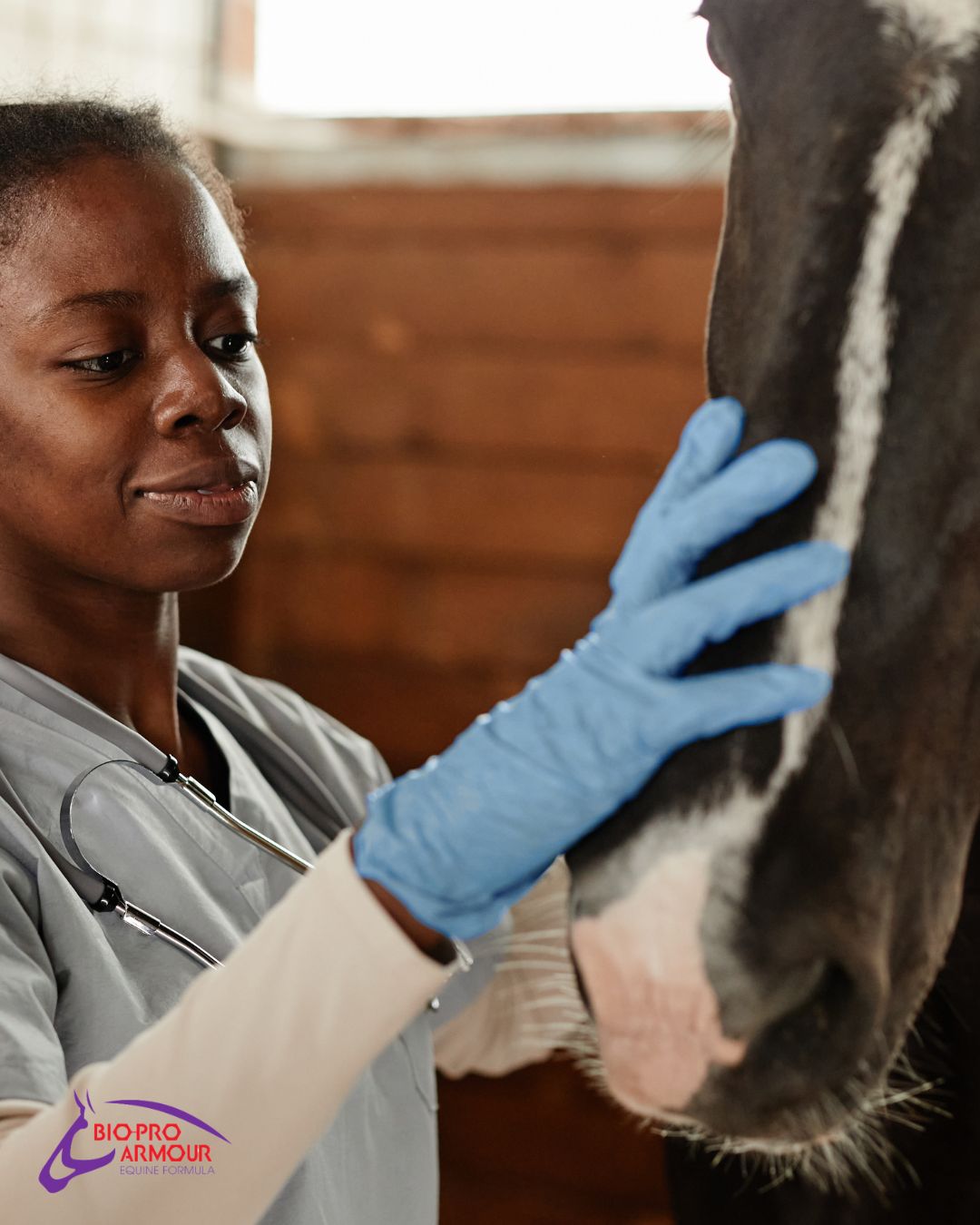 Equine vaccinations are central to horse care