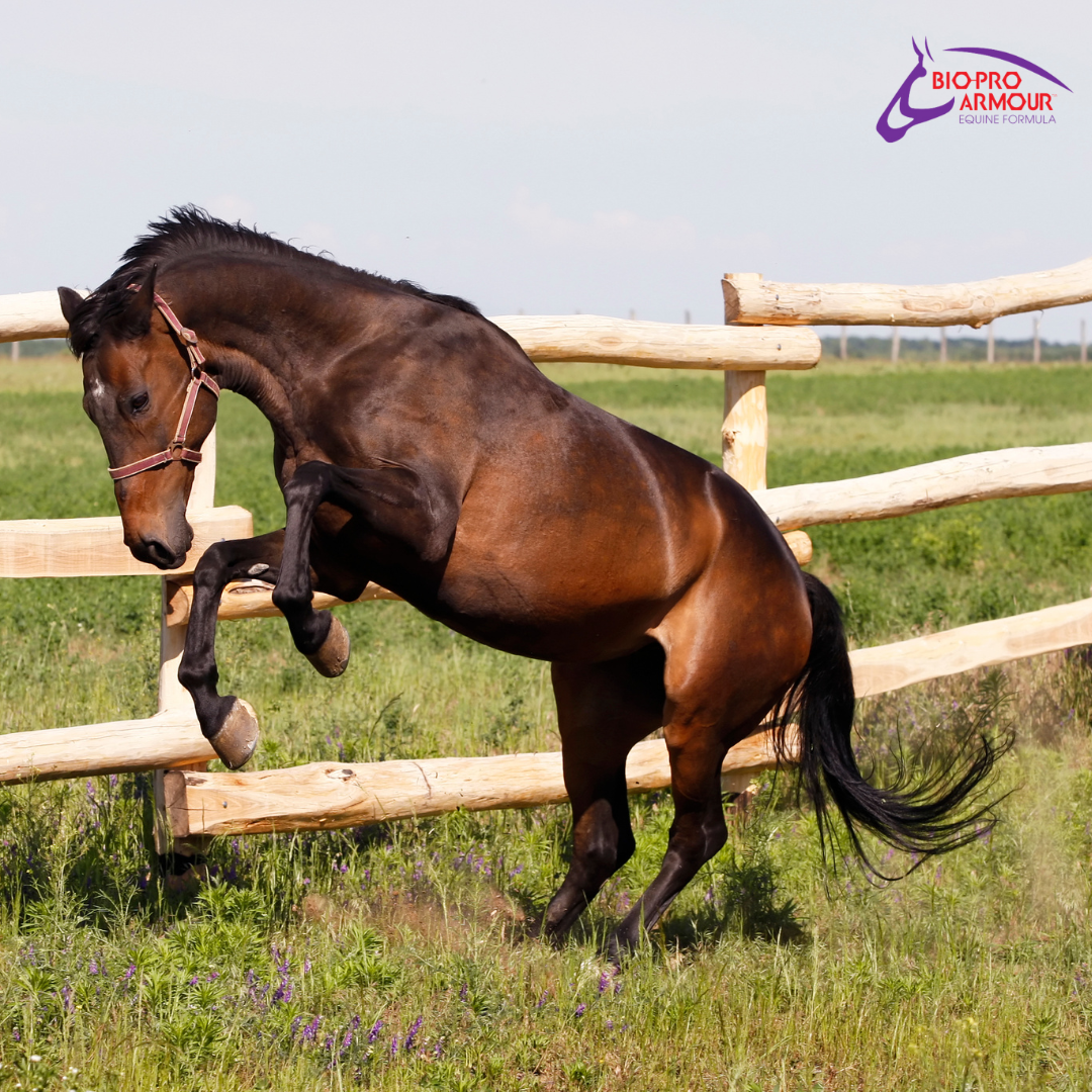 Horse happiness has several key indicators