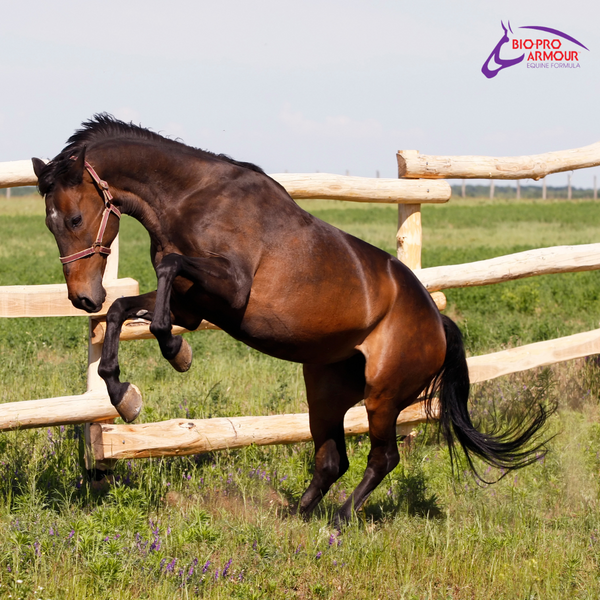 Horse happiness has several key indicators