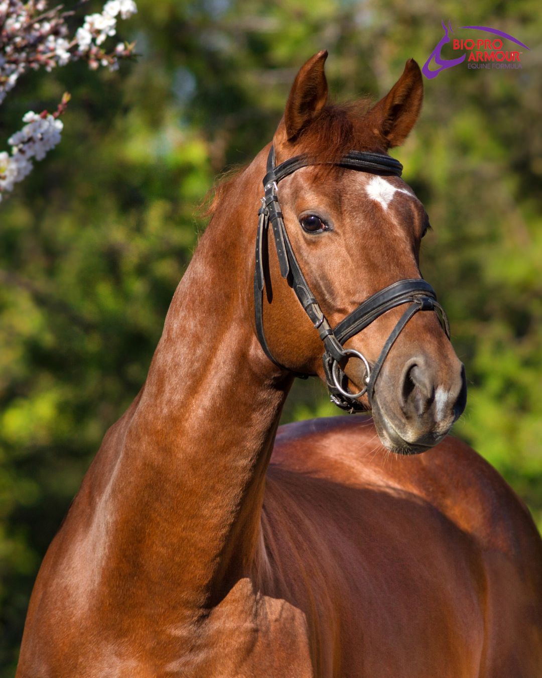 Allergies in horses come from multiple sources