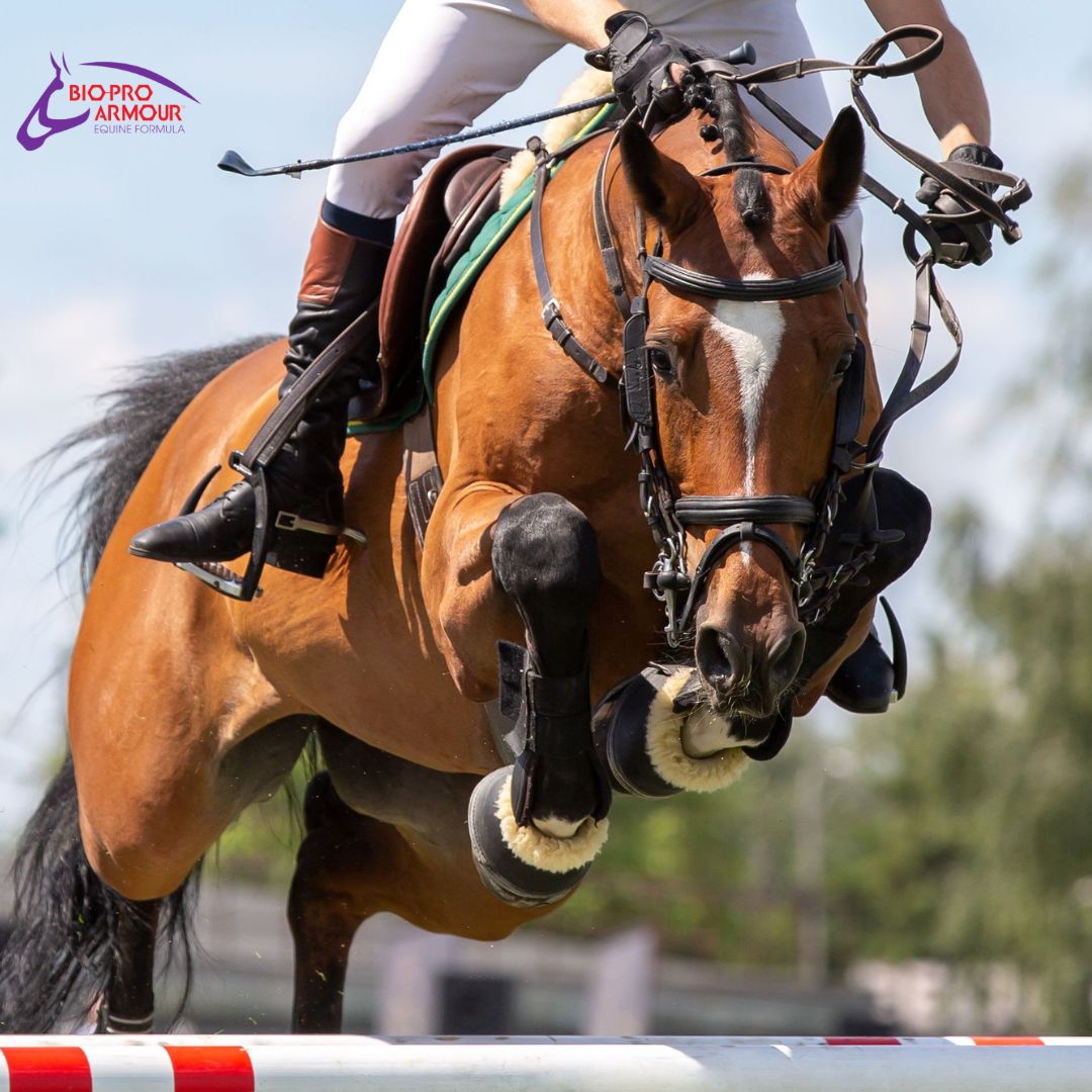 Suspensory ligament injury is common in sporthorses