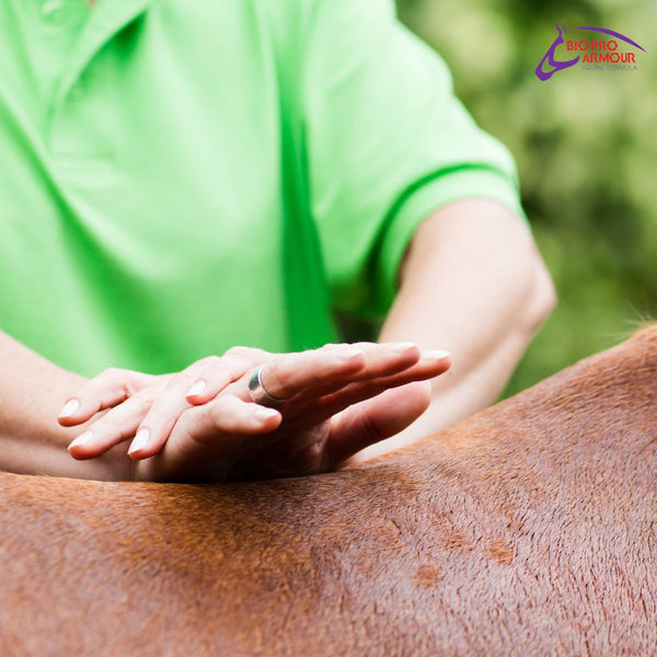 Sore backs in horses are very common.