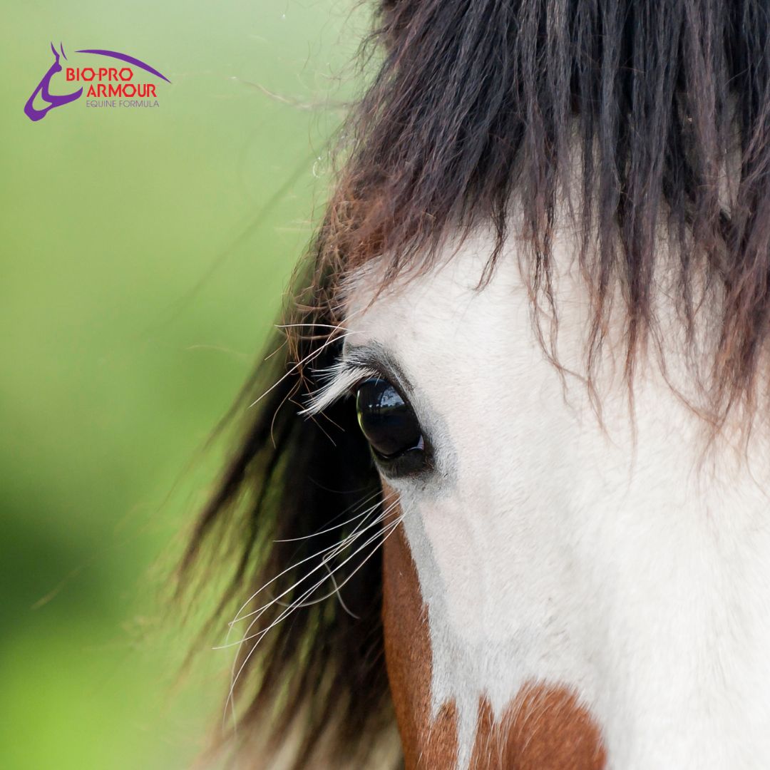 Horses with cushing;s disease are immunocompromised