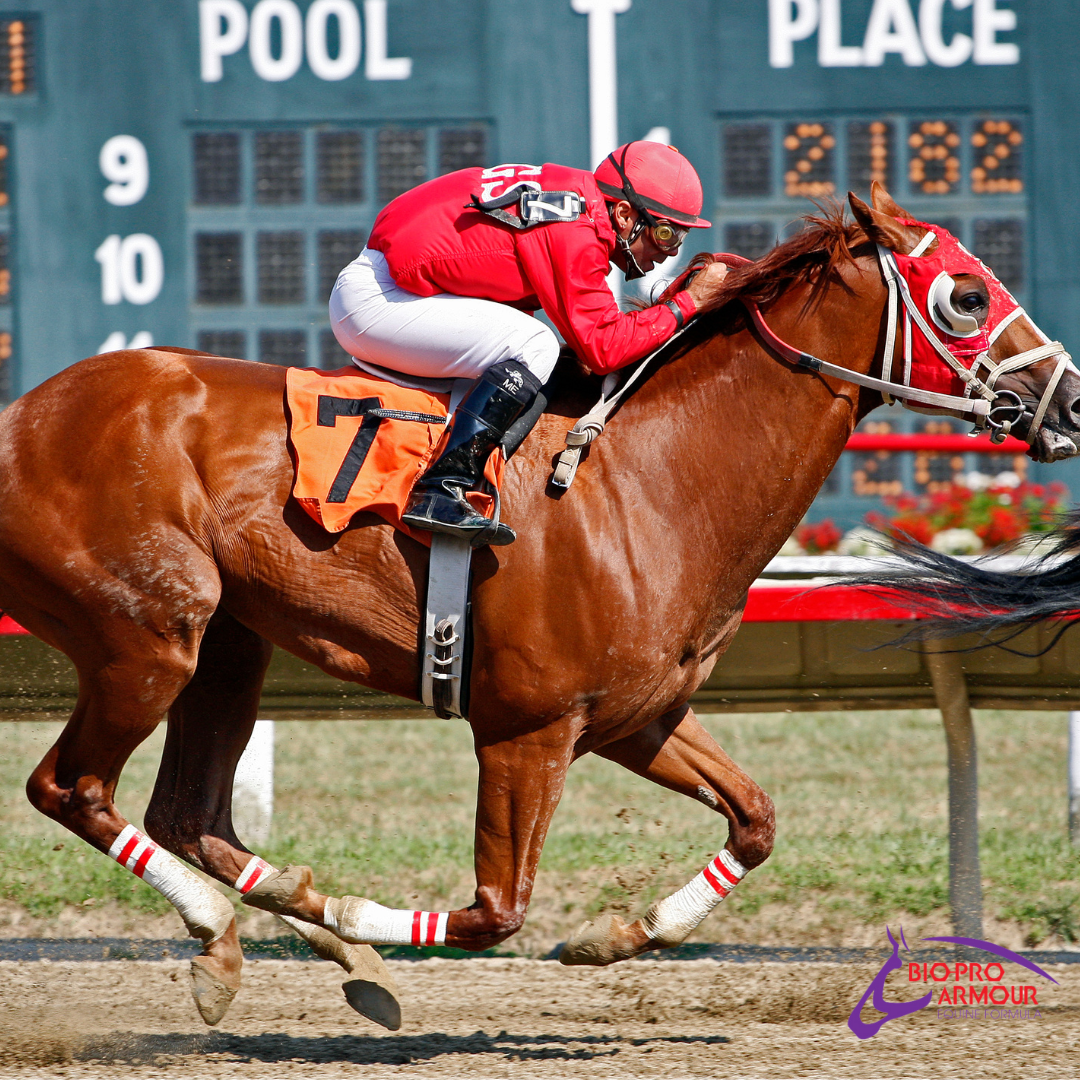 Affirmed was a champion racehorse