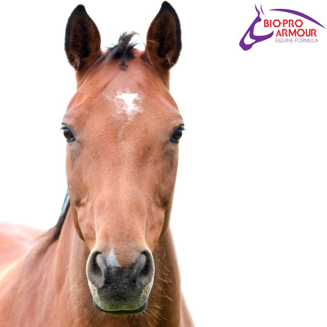 Equine anhidrosis can lead to serious conditions like heat stroke