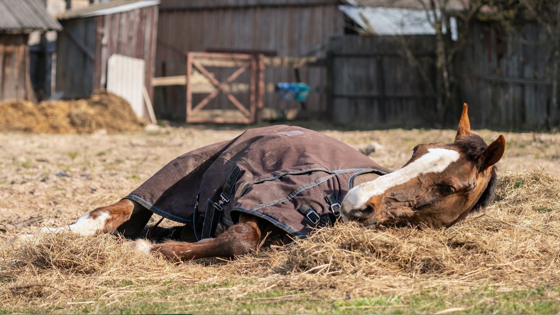 The EHV Outbreak Nobody Saw Coming