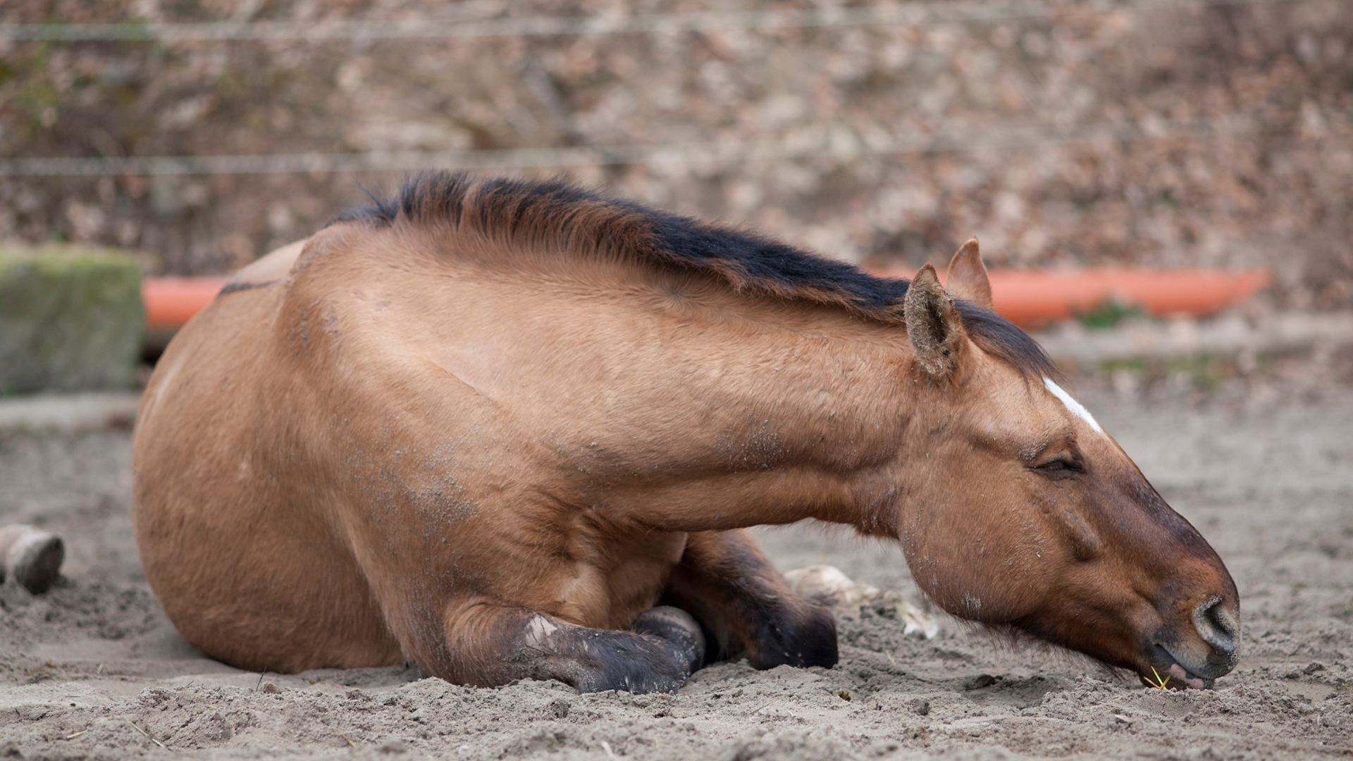 Why More Horses Are Getting Sick in 2026