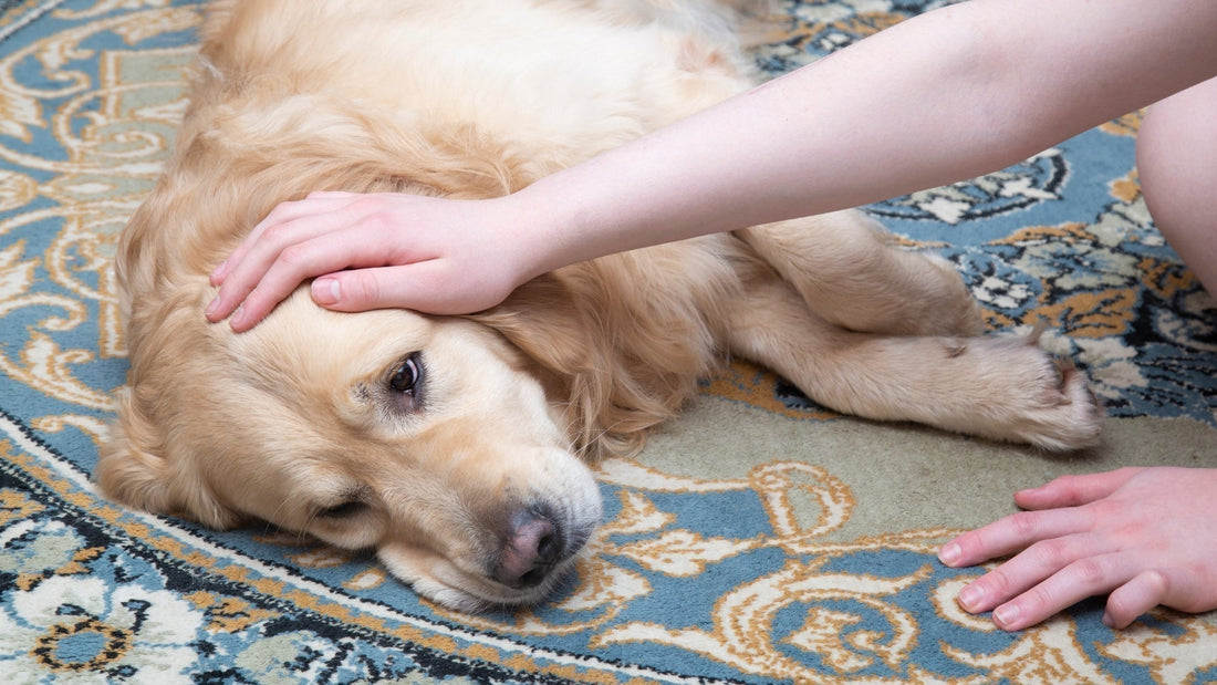 Your Dog's Immune System Has Been Fighting Blind