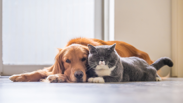 Pet Colds Might Be a Bigger Deal Than You Think