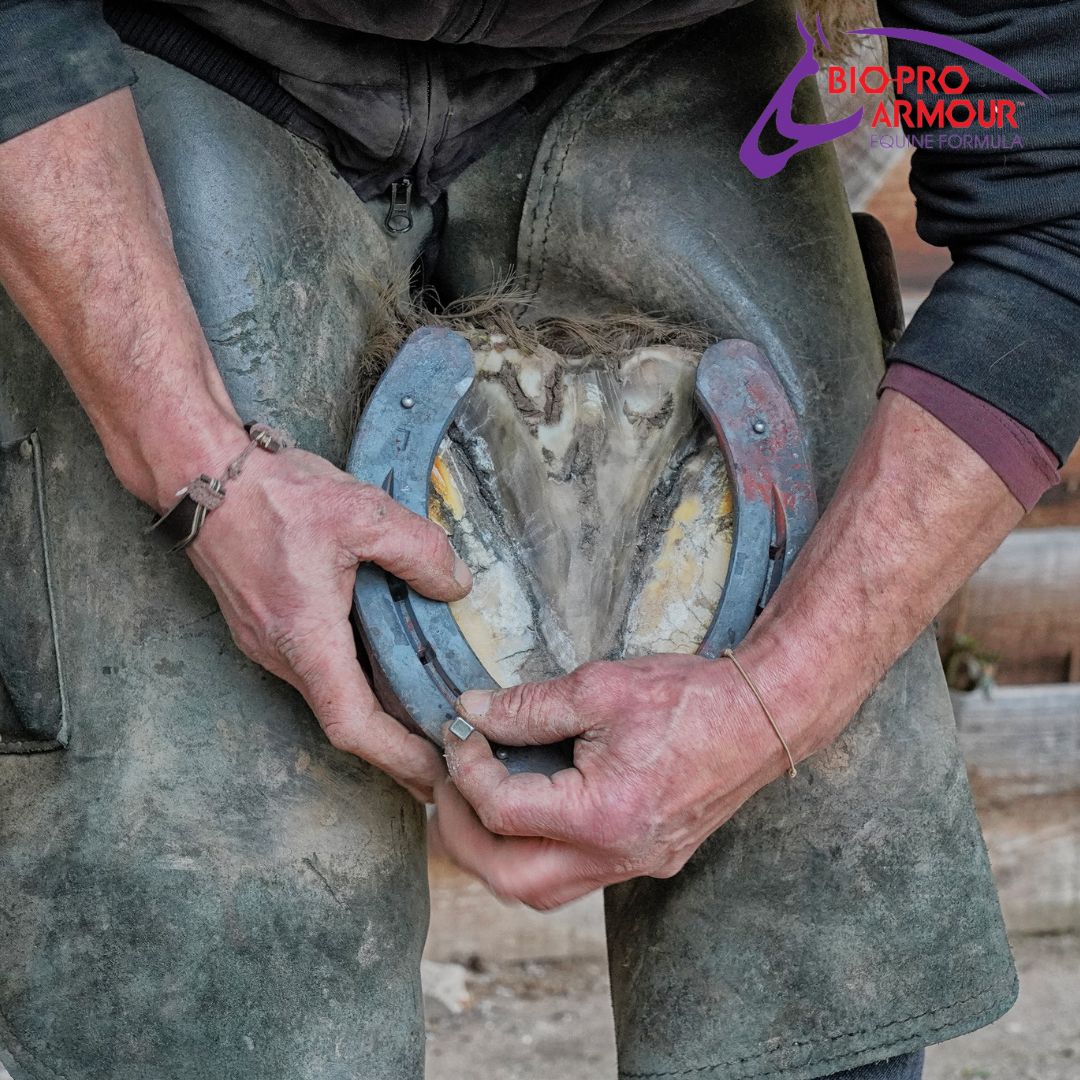 Proper hoof care is essential for horse health and weelbeing