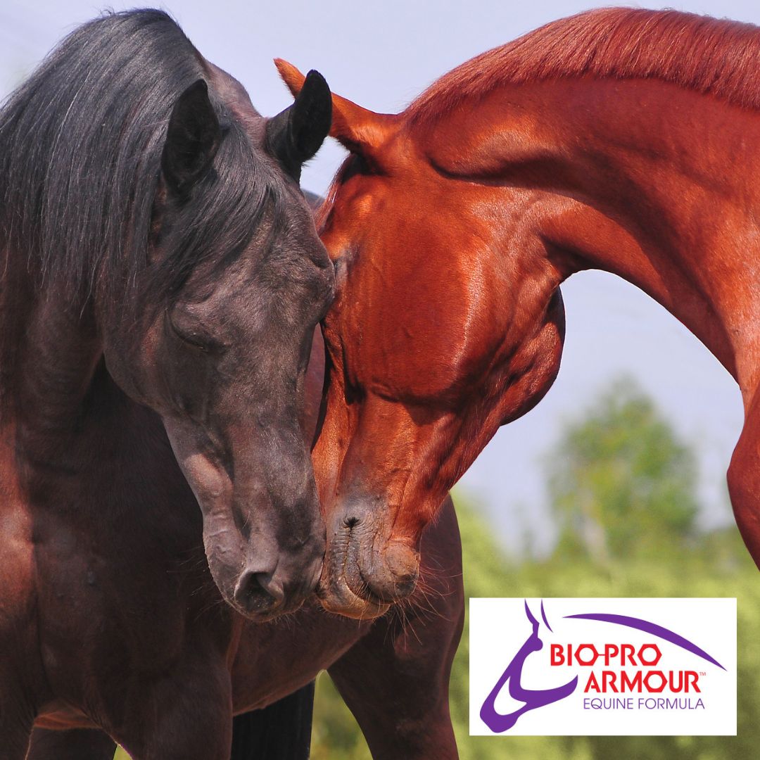 Horses communicate with humans in several ways