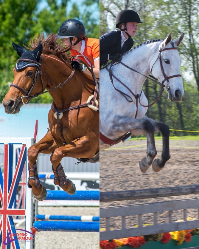 showjumping vs hunters