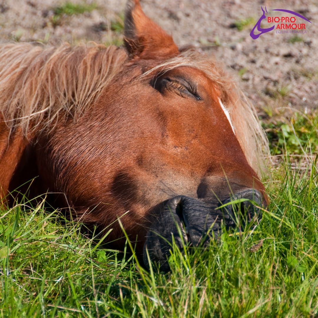 Equine narcolepy is a rare sleep disorder