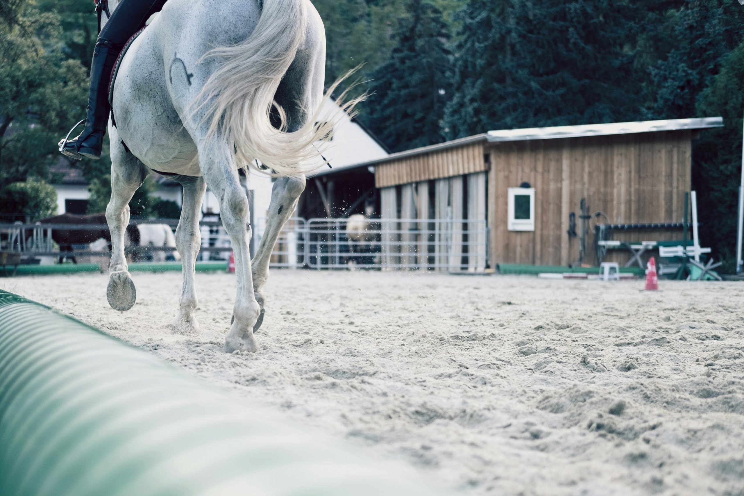 Laminitis is a painful hoof infections that can afflict horses of any age